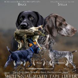 German Shorthaired Pointer puppies from LakeHaus Kennels