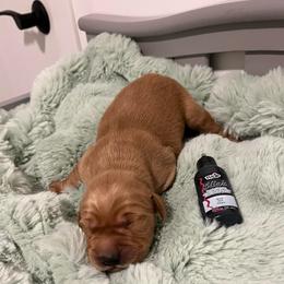Black - Dark golden male Golden Retriever puppy in Lake City, Minnesota from Windcliff Goldens