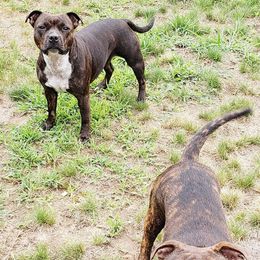 Staffordshire Bull Terriers from Noumenon Staffords
