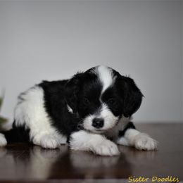 Goldendoodle and Aussiedoodle Puppies from Sister Doodles