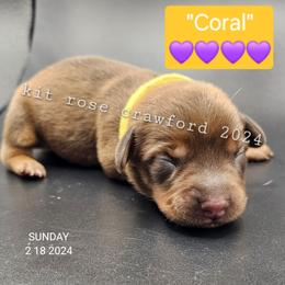 Dachshund Puppies from Wayward Home Dachshunds