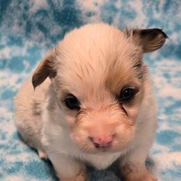 BLUEBERRY (Merle) fluffy tail docked - Blue merle and white male American Corgi puppy in Walker, Iowa from Double K Corgis