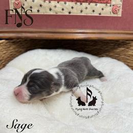 Bluie Sage Full Fluffy With A Tail - Blue female Pembroke Welsh Corgi puppy in Casper, Wyoming from Flying Note Shorties