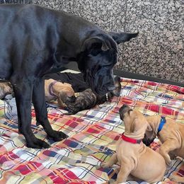 Great Danes from Mount Hood Danes