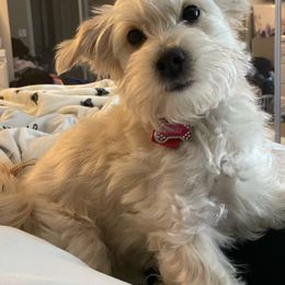 Daisy - Maltipoo