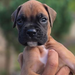 Blue - Fawn male Boxer puppy in Spring, Texas from Sanchez Boxers