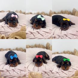 1 Female Available - Black and tan female Cavalier King Charles Spaniel puppy in Republic, Missouri from Red Skye Puppies