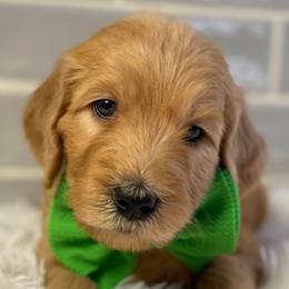 Goldendoodles from Penny’s Beautiful Doodles