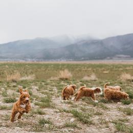 Bernedoodle, Boxer, Goldendoodle, and Havapoo Puppies from Lady Paws Puppies