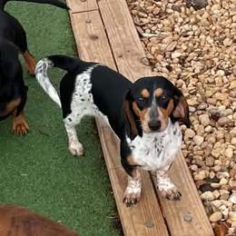 Tae - Dachshund