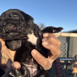 Girl 2 - Cane Corso puppy from Busch Kennels LLC