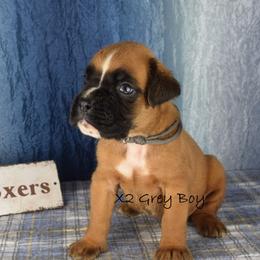 Grey Collar Boy - Fawn male Boxer puppy in Clinton, Iowa from Cadogans Boxers