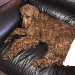 Lottie - Irish Doodle