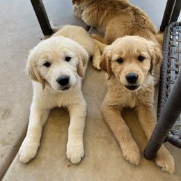 Golden Retriever Puppies from Sunshine Mountain Retrievers
