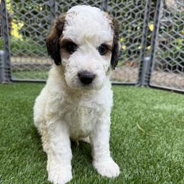 Tuk - Tri-color male Bernedoodle puppy in Williamston, South Carolina from Sassy Bob’s Dogs