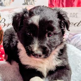 Raven - Black & white female Australian Shepherd puppy in Citra, Florida from AEW Farm