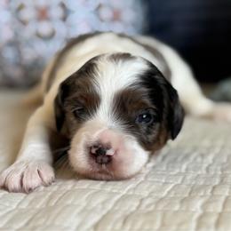 Nate the Great - Merle male Cavapoo puppy in Beckley, West Virginia from By Design Doodles