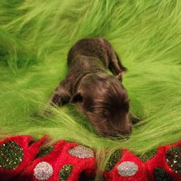 Tuff - Blue male German Shepherd puppy in Los Lunas, New Mexico from Mali's German Shepherds