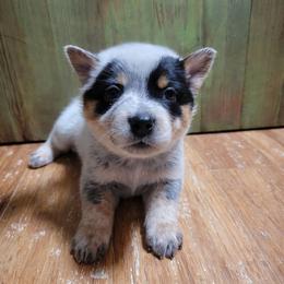 Mattie, Dk Pink Collar - Blue female Australian Cattle Dog puppy in Riverton, Utah from Rundown Ranch Cattle Dogs