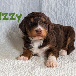 Izzy - Tri-color female Bernedoodle puppy in Gentry, Arkansas from WWBar Bernedoodles
