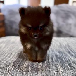 Black tri Boy AKC extra small. - Black and tan parti male Pomeranian puppy in Princeton, New Jersey from PureLove Poms.