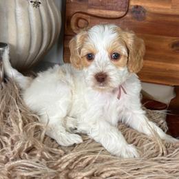 Ginger - Caramel female Australian Labradoodle puppy in Decatur, Alabama from Southern Meadows Doodles