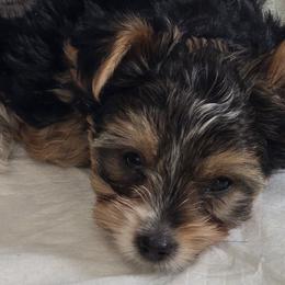 Boy 3 - Black tan and white male Biewer Terrier puppy in North Augusta, South Carolina from Tiny Paws Luxury Pets