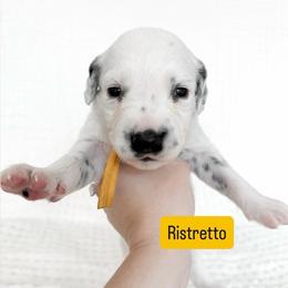 Ristretto - LUA long coat - White and black male Dalmatian puppy in Davenport, Florida from Sunny Jewels Dalmatians