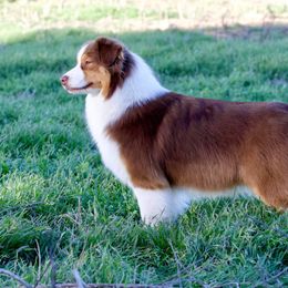 Bee - Australian Shepherd