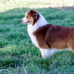 Bee - Australian Shepherd