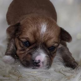 Boy1 - Tan male Yorkshire Terrier puppy in Huddleston, Virginia from Potters Puppies