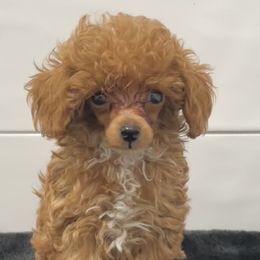 French Bulldogs and Poodles from YZC Frenchies at 4C Ranch