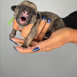 Solomon - Fawn male Cane Corso puppy in Elkhart, Indiana from Martins Almighty Cane Corsos