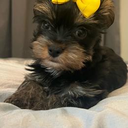 Paisley - Black and tan female Yorkshire Terrier puppy in Jacksonville, Florida from The Yorkie Shack