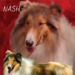 Nash - Collie