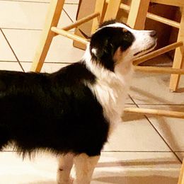 Luna  - Miniature American Shepherd