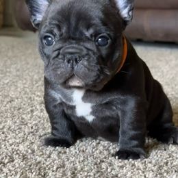 French Bulldog Puppies from HazyDayFrenchies