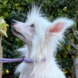 Cooper - White female Chinese Crested puppy in Lutz, Florida from Halcyon Chinese Cresteds