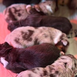 Australian Shepherd puppies from Kayla's Aussies