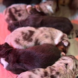 Australian Shepherd puppies from Kayla's Aussies