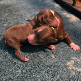 Clyde - Red tri male Toy Australian Shepherd puppy in Forney, Texas from Texas Talent Toy Aussie's