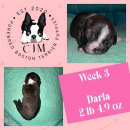Darla - Black and white female Boston Terrier puppy in Jupiter, Florida from CJM Boston and Boxer Puppies