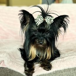 Yorkshire Terrier All Grown Up from Puppy Breath Palace