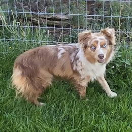 Jewel - Toy Australian Shepherd