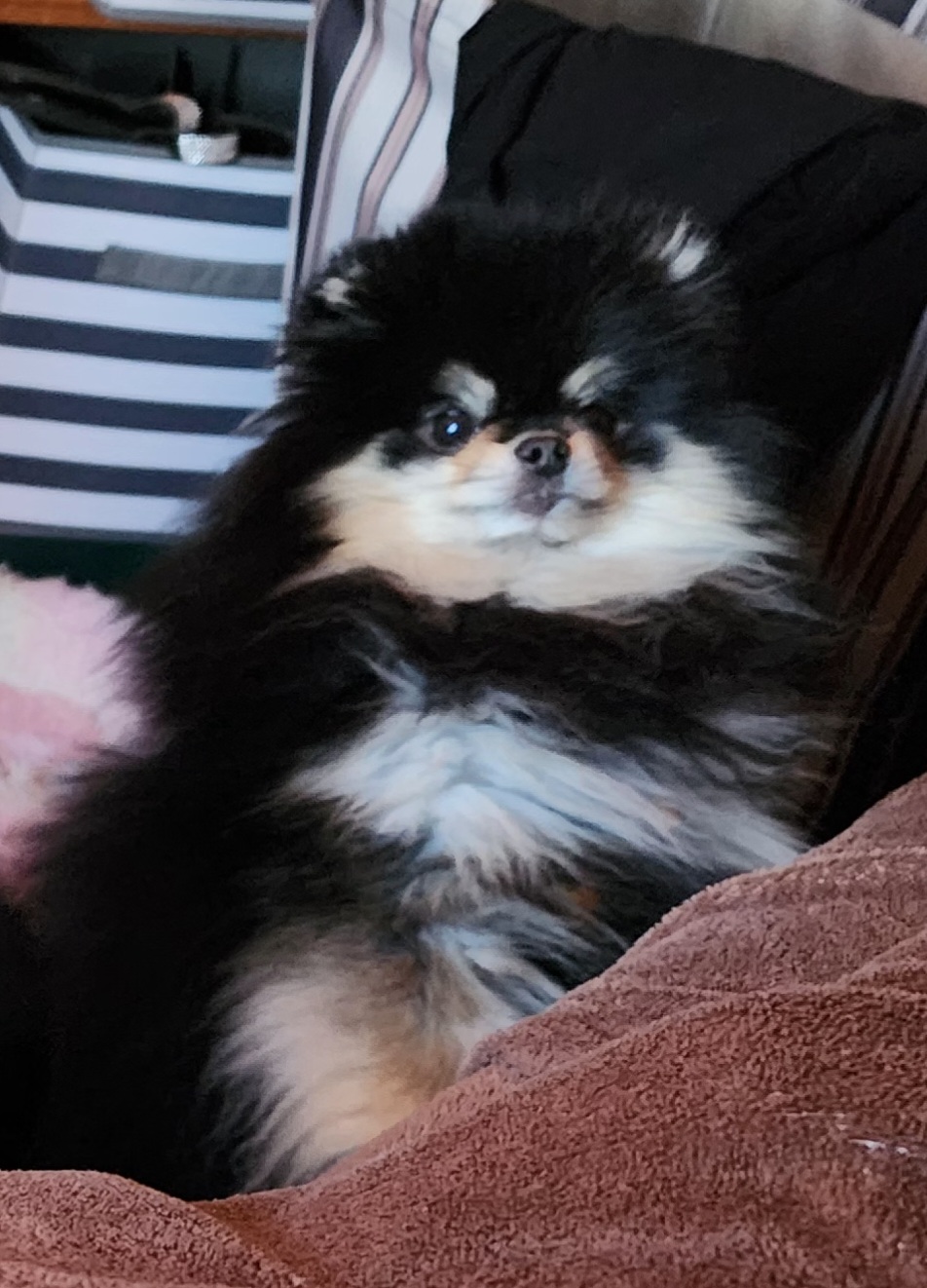 Flower - Pomeranian