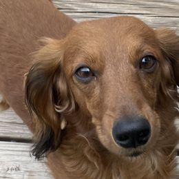 Harley - Dachshund