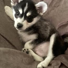 River - Black and white male Alaskan Klee Kai puppy in Winthrop, Minnesota from Kayobi Shibas