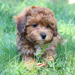 Red curly - Red male Havapoo puppy in Grants Pass, Oregon from Oregon Valley Doodles