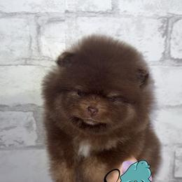 Snow - Chocolate and tan male Pomeranian puppy in Perry County, Ohio from Speechless Pom’s