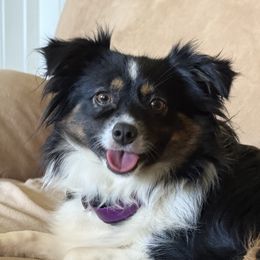 Tootsie - Toy Australian Shepherd